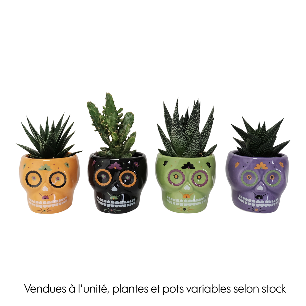 Succulentes, cache-pot calavera, variétés variables : H.14cm - D.6cm