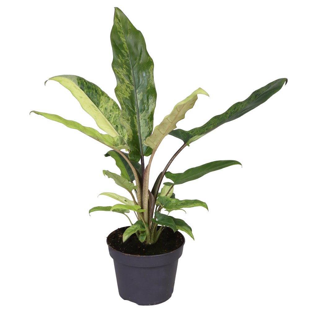 Alocasia lauterbachiana 'Variegata' : H.38cm - pot D.12cm