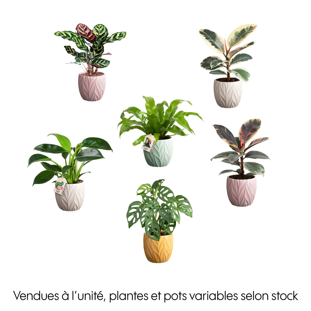 Plantes vertes mix : pot D.12cm