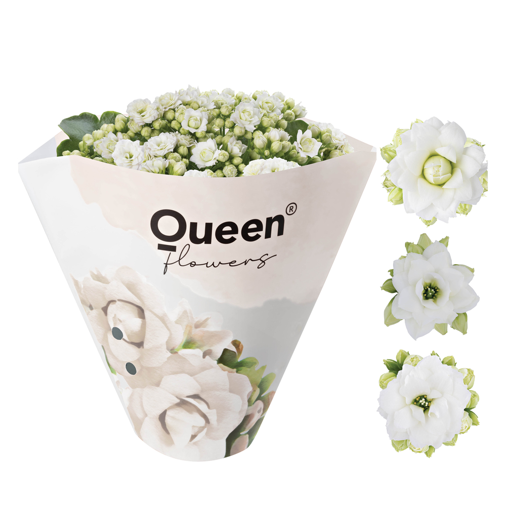 Kalanchoe, coloris blanc : pot D.10,5cm 