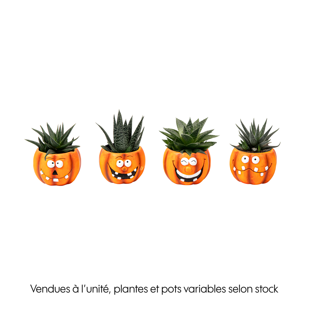 Succulente : pot citrouille D.6cm