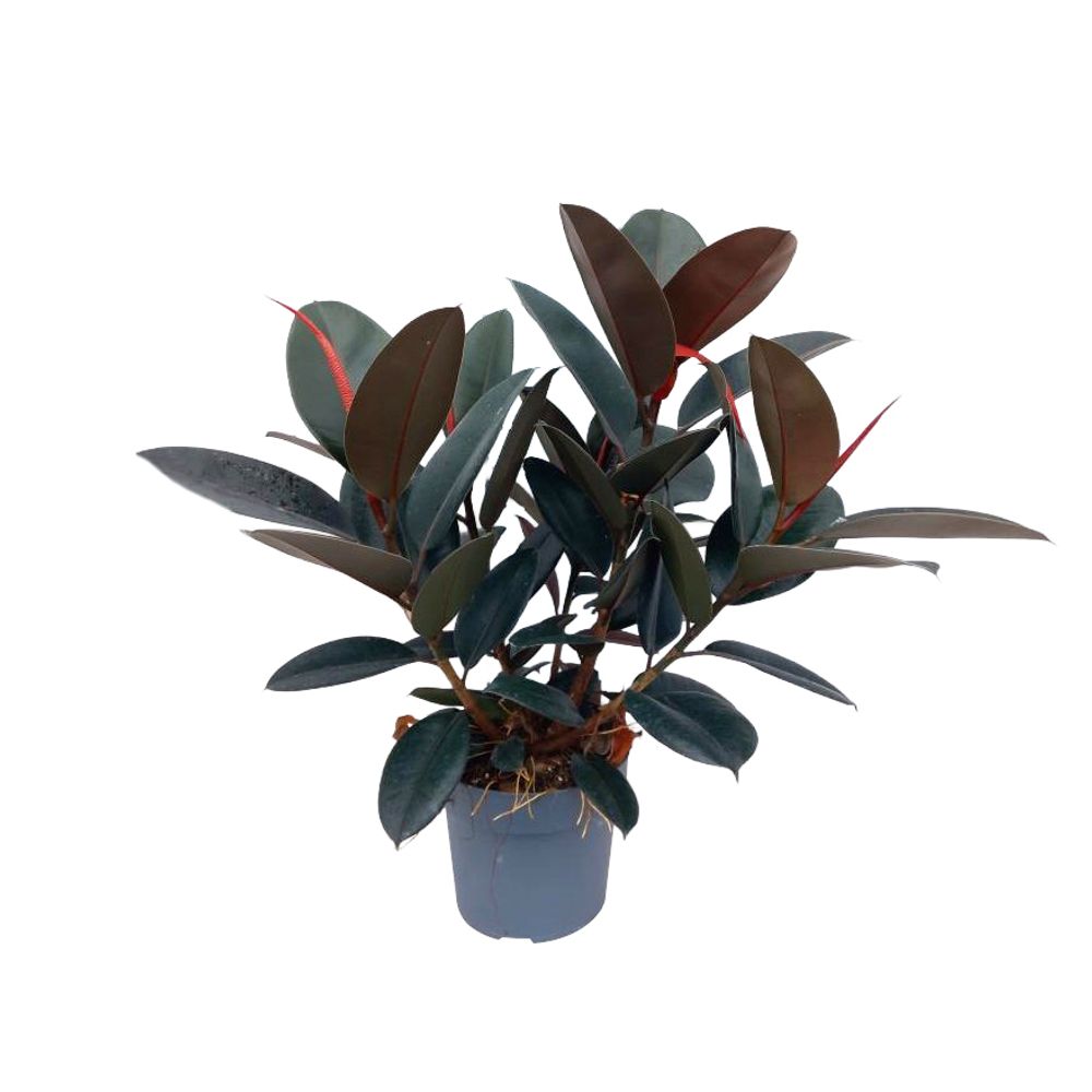 Ficus elastica 'Abidjan', 3 pieds : pot D.21cm