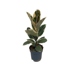 Ficus elastica 'Tineke' : pot D.17cm