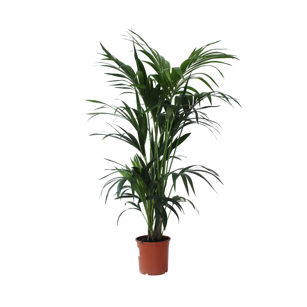 Palmier Kentia : pot D.23cm
