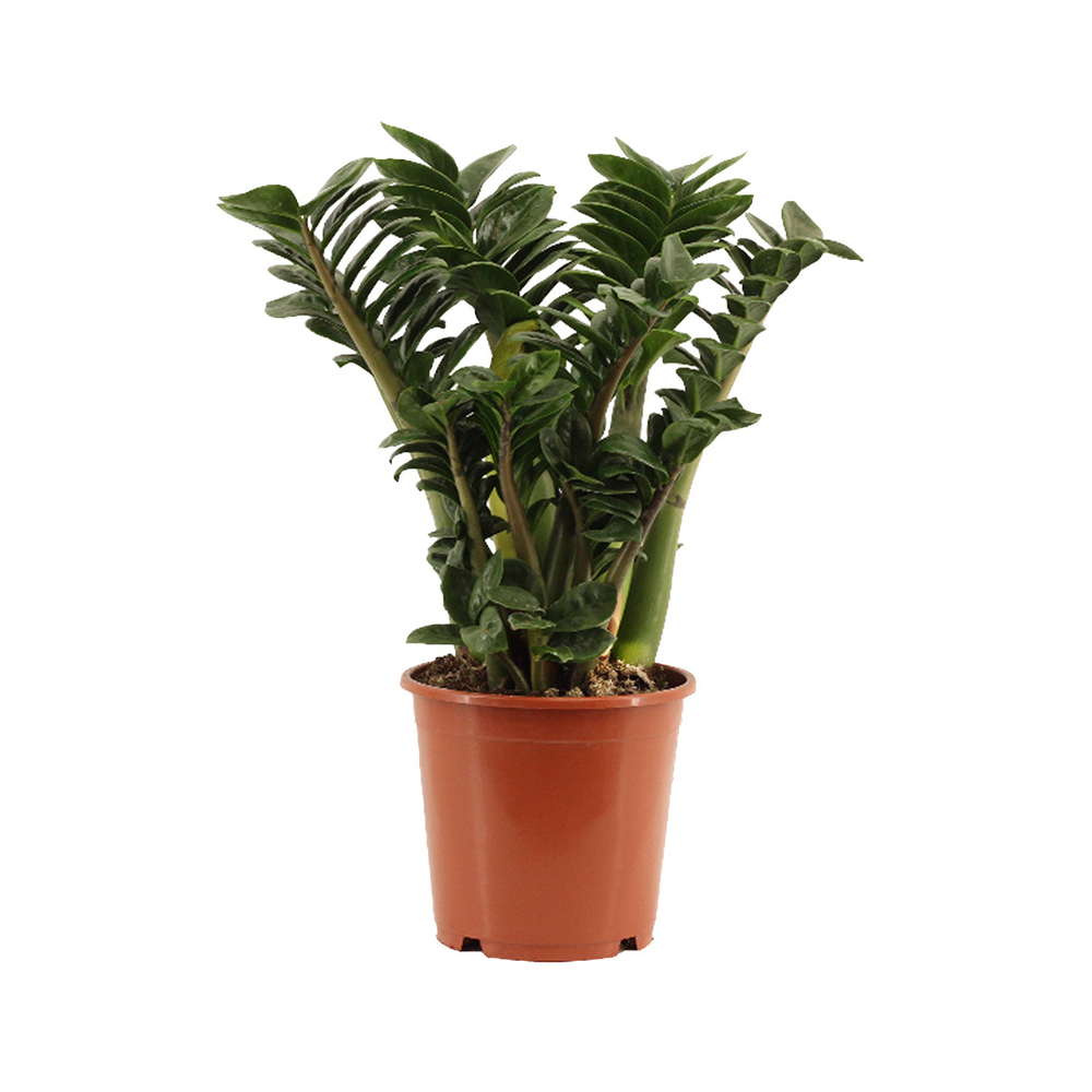 Zamioculcas 'Zenzi' : pot D.21cm
