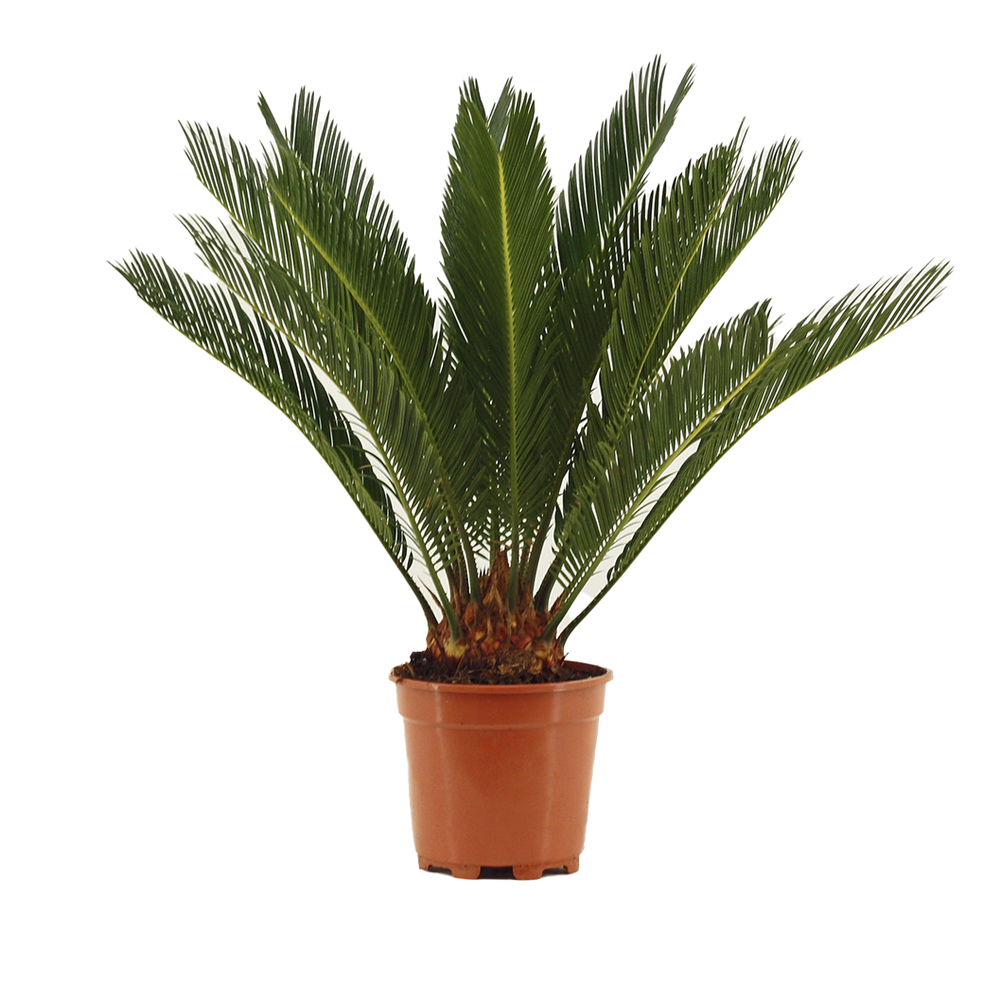 Cycas revoluta : pot D.17cm 