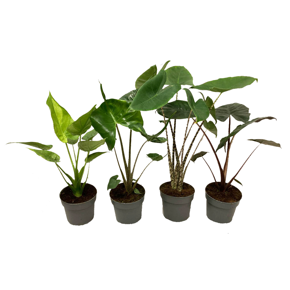 Alocasia mix : pot D.14cm
