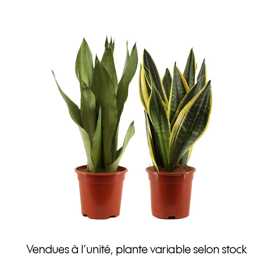 Sansevieria mix : pot D.17cm