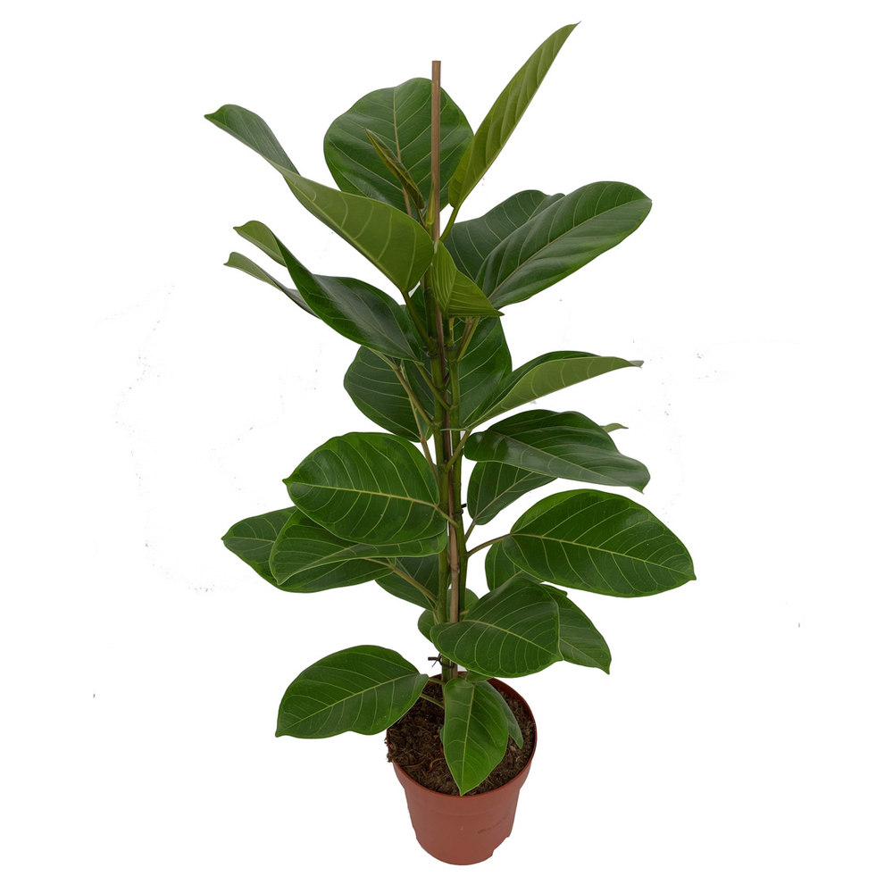 Ficus altissima 'Yellow Gem' : pot D.21cm