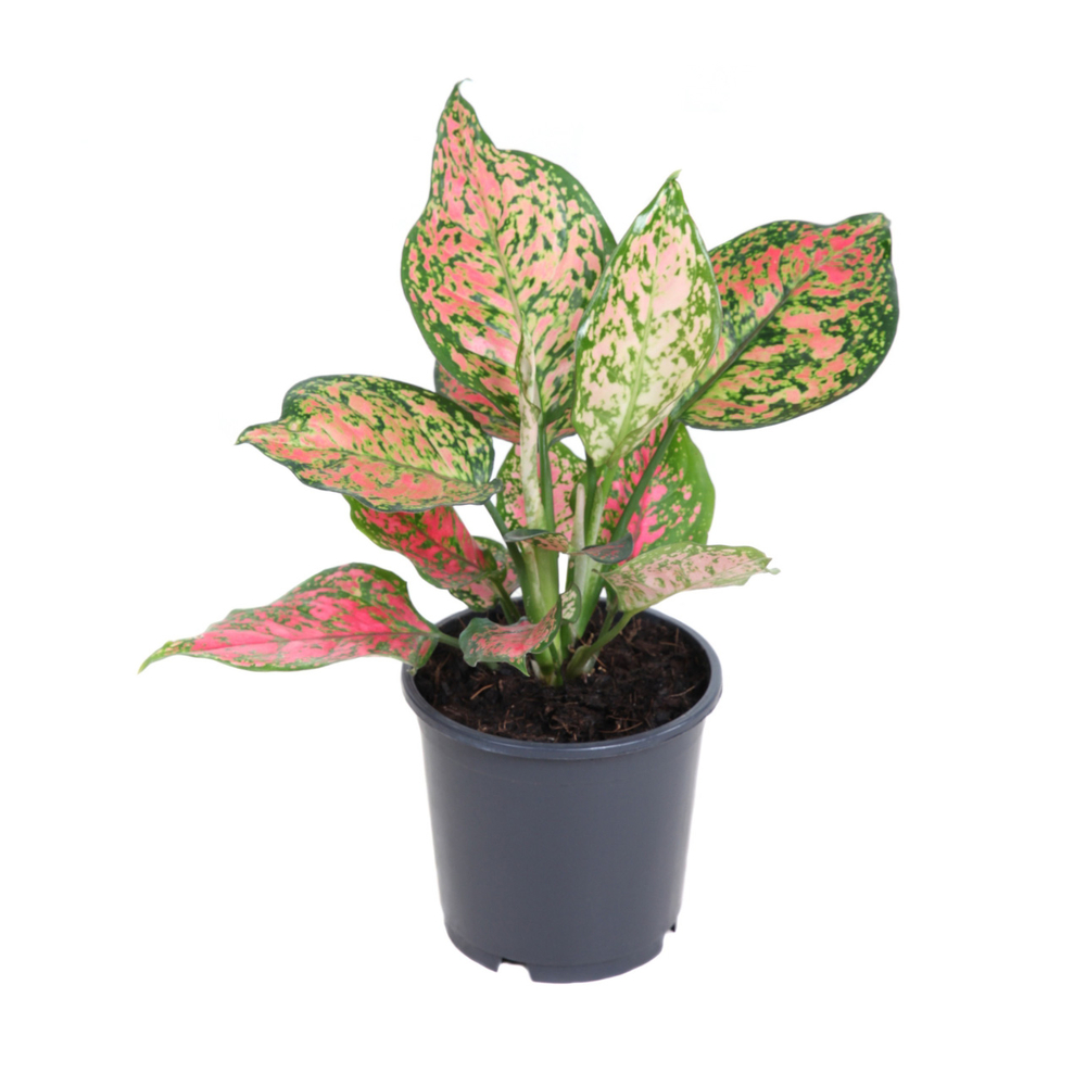 Aglaonema 'Silver Bay' : pot D.21cm