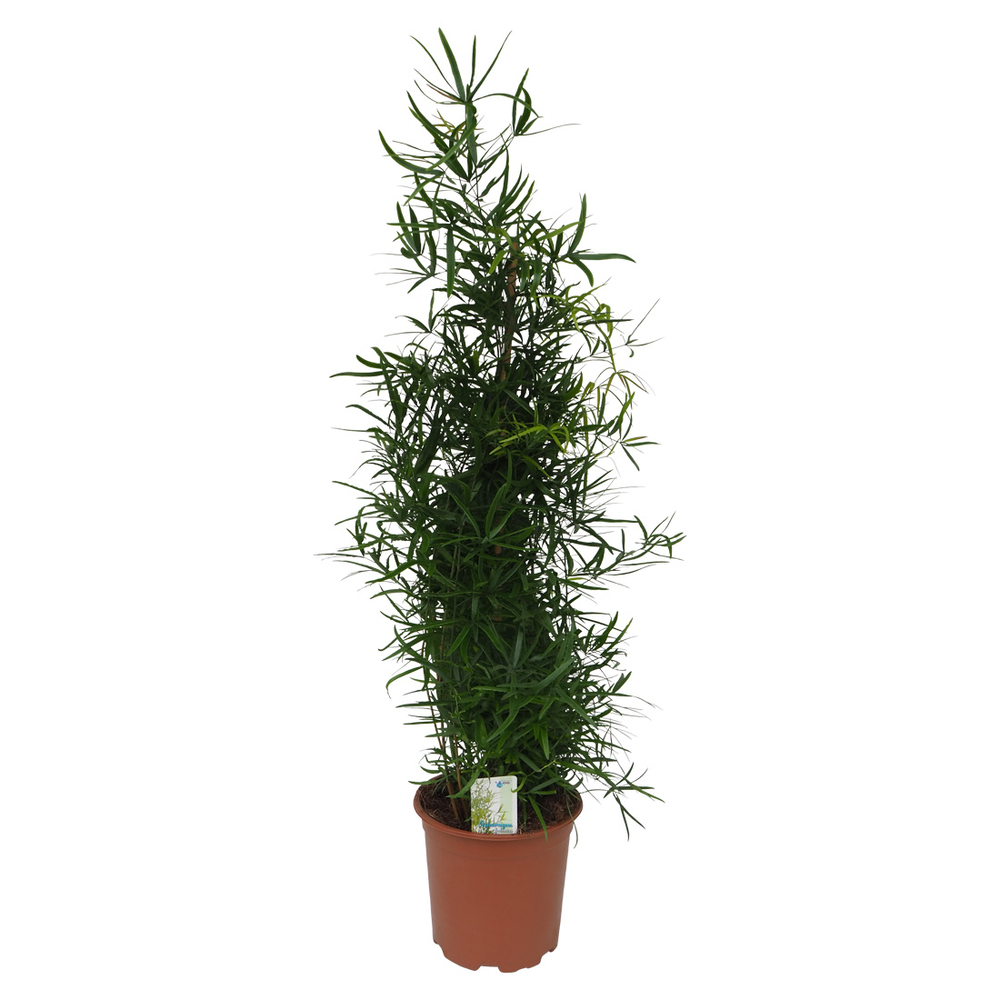 Asparagus falcatus : pot D.19cm