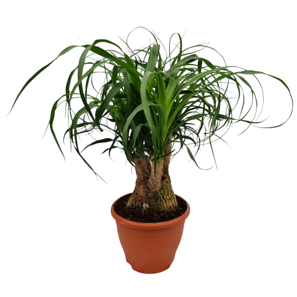 Beaucarnea, tronc ramifié : pot D.19cm