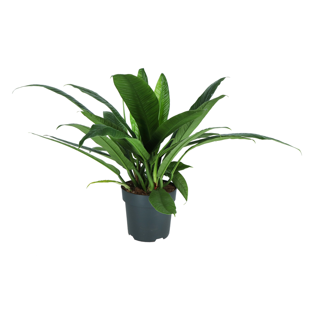 Philodendron campii : pot D.24cm 