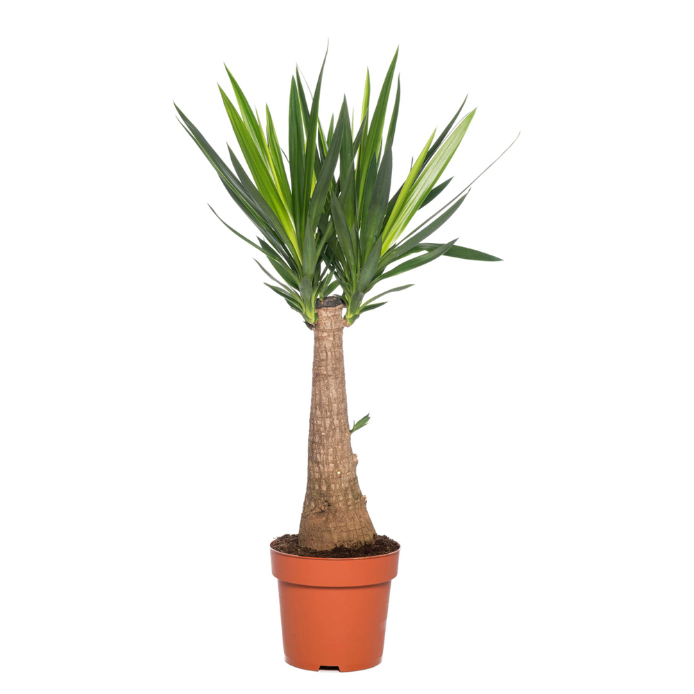 Yucca 'Maya Tree' : pot D.23cm - H.100cm