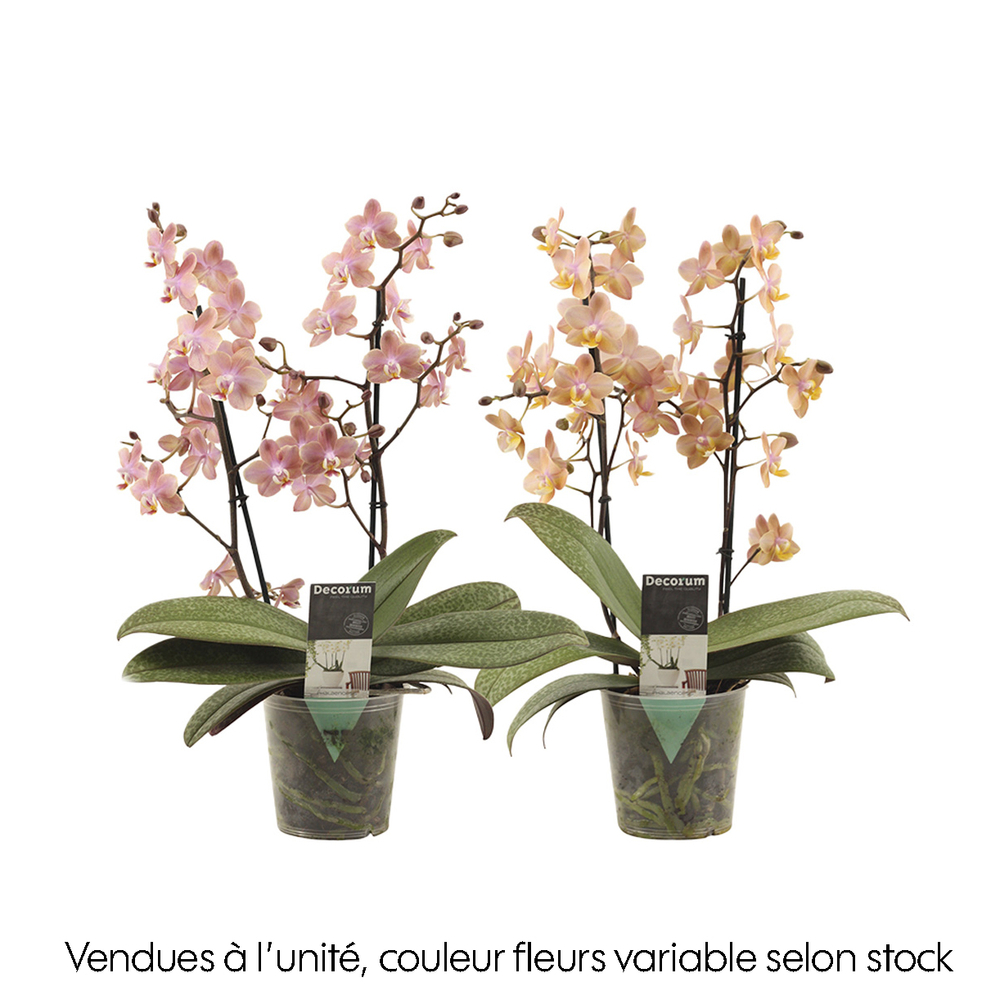 Phalaenopsis parfumée, 2 tiges : pot D.12cm