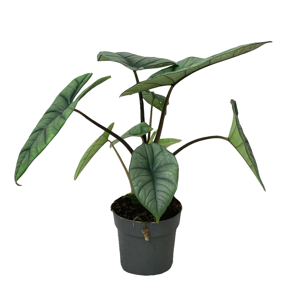 Alocasia 'Platinum' : pot D.14cm