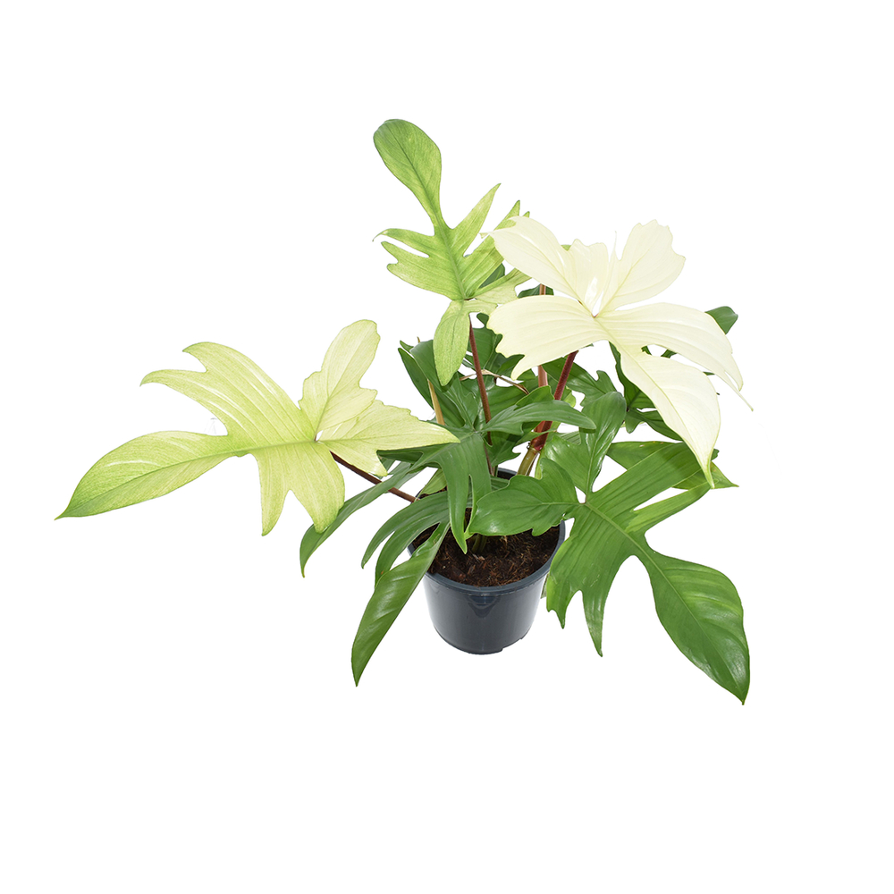 Philodendron 'Florida Ghost' : pot D.19cm 