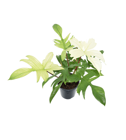 Philodendron 'Florida Ghost' : pot D.19cm