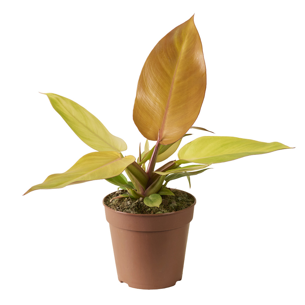 Philodendron 'Prince of Orange' : pot D.12cm