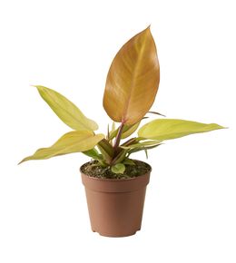 Philodendron 'Prince of Orange' : pot D.12cm