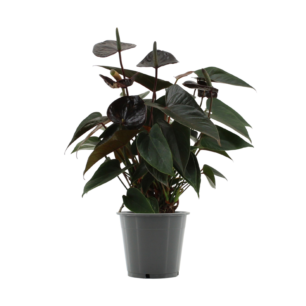Anthurium 'Black Love' : H.36cm - pot D.12cm