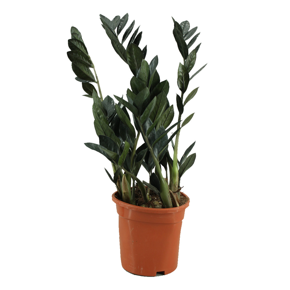 Zamioculcas zamiifolia 'Raven : pot D.17cm