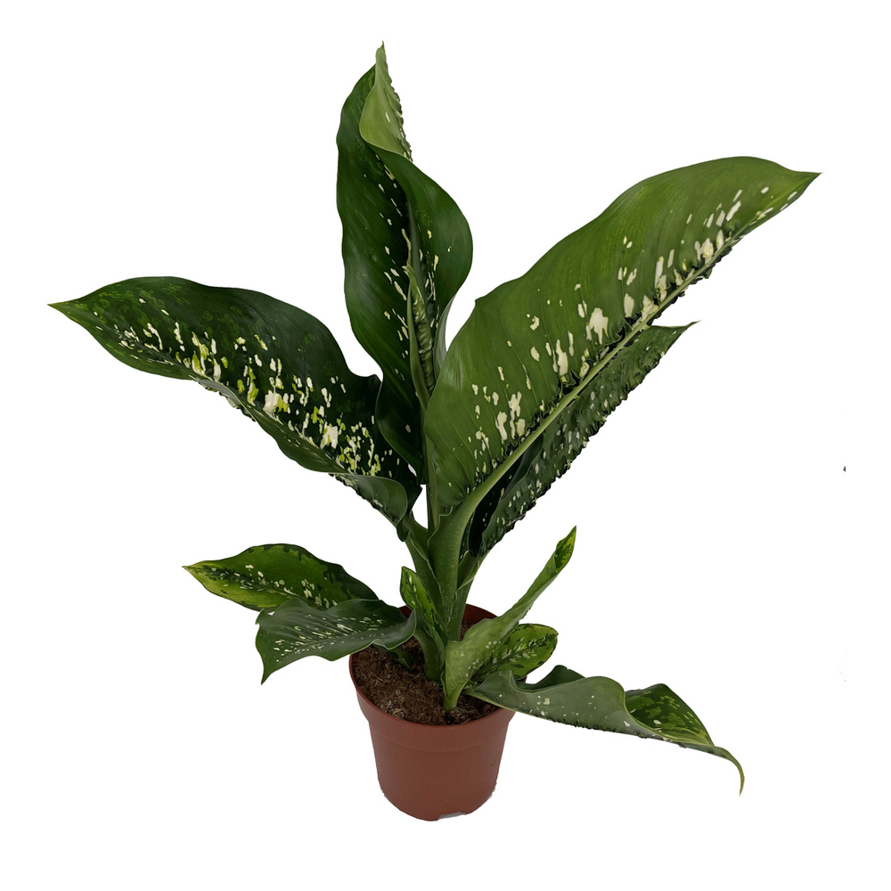 Dieffenbachia seguine 'Caïman' : pot D.21cm