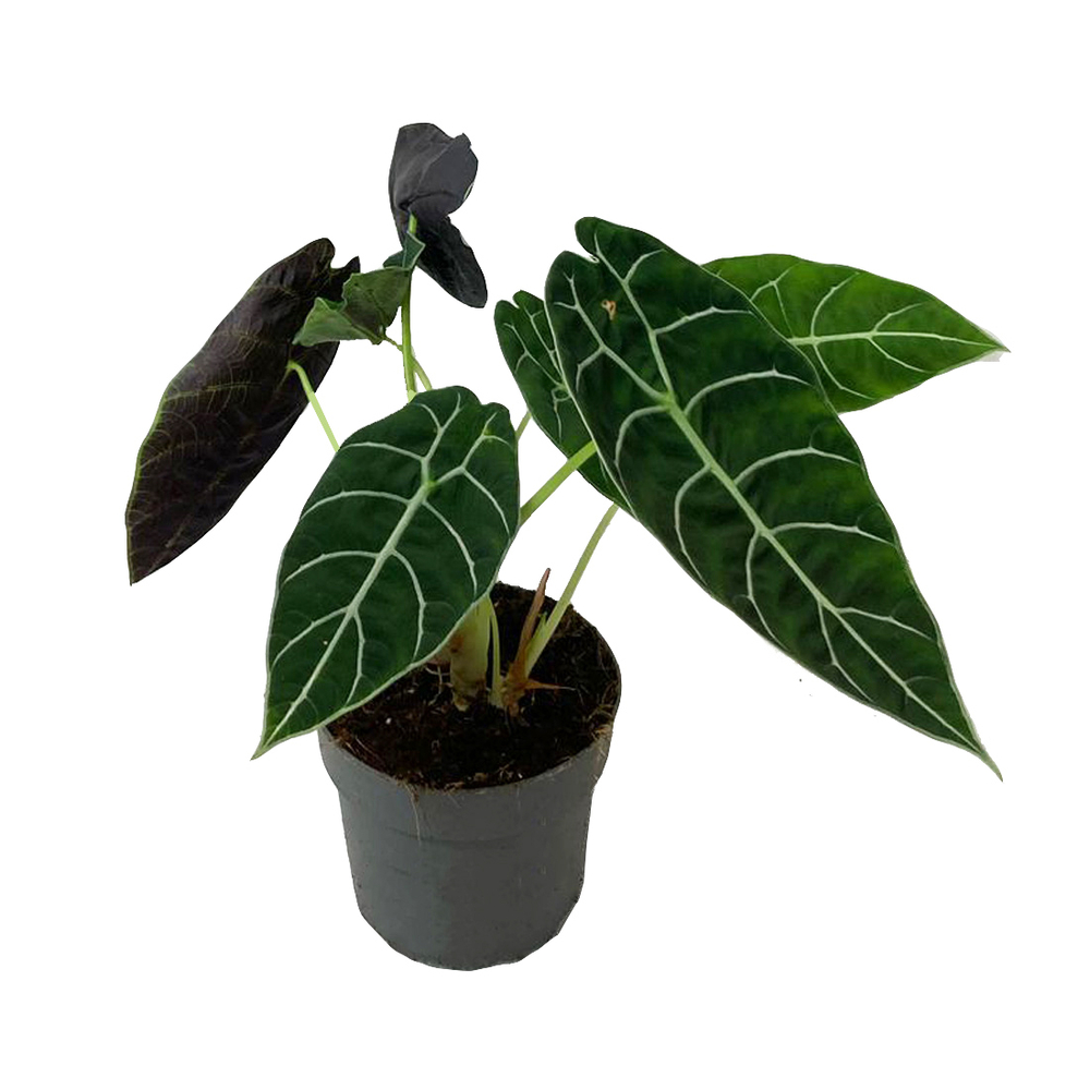 Alocasia 'Pride of Corup' : pot D.14cm