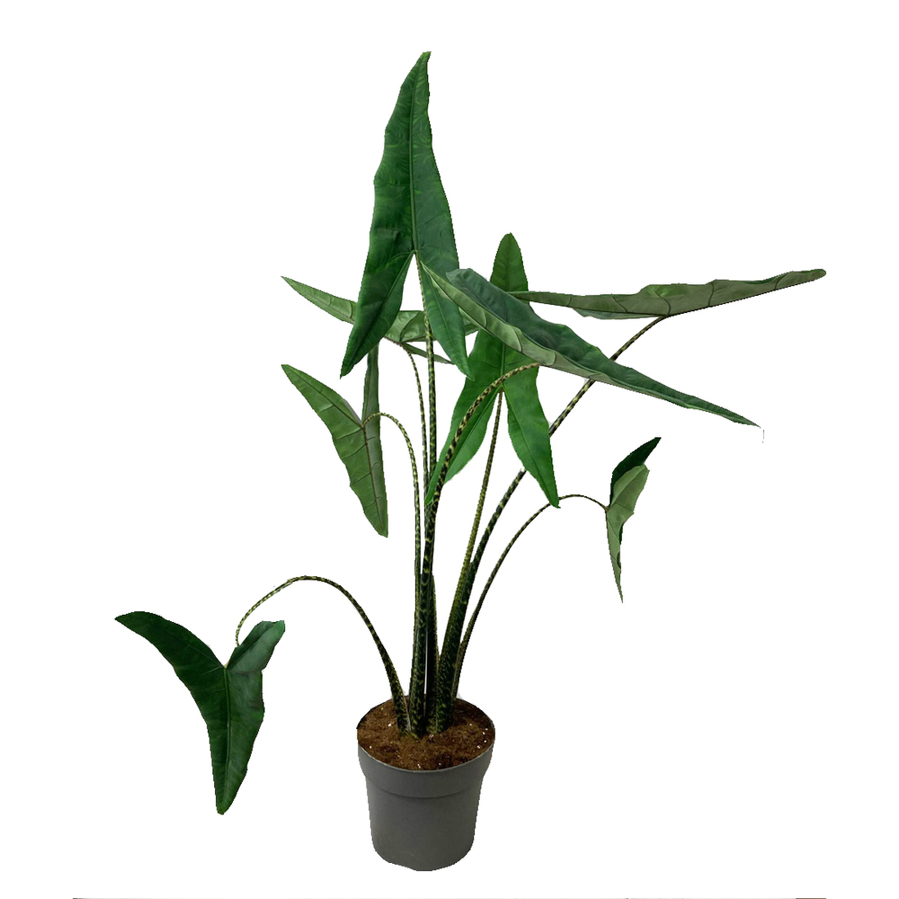 Alocasia 'Tigrina' : H.130cm - pot D.24cm