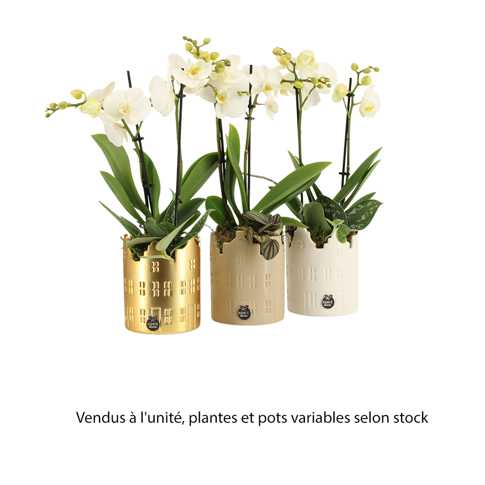 Composition orchidée et plante : pot céramique D.12cm - H.40cm