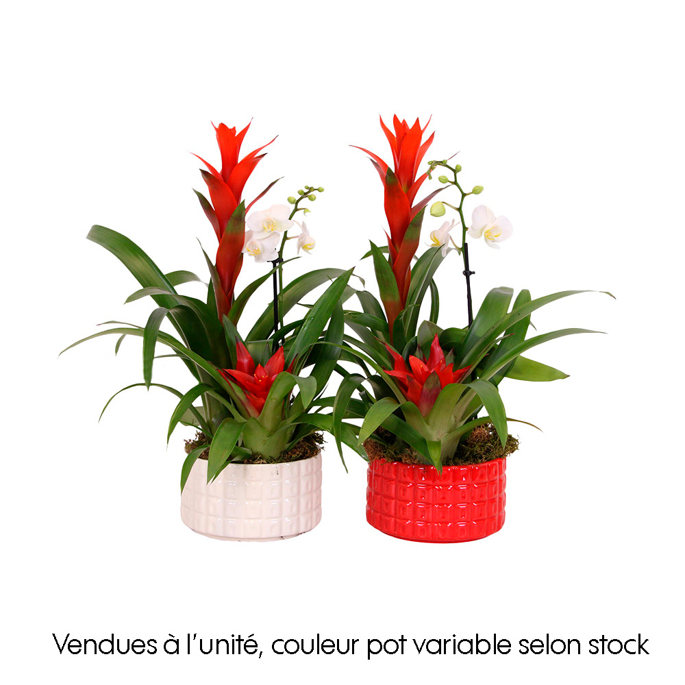 Composition Phalaenopsis et Broméliacée : pot céramique D.16cm