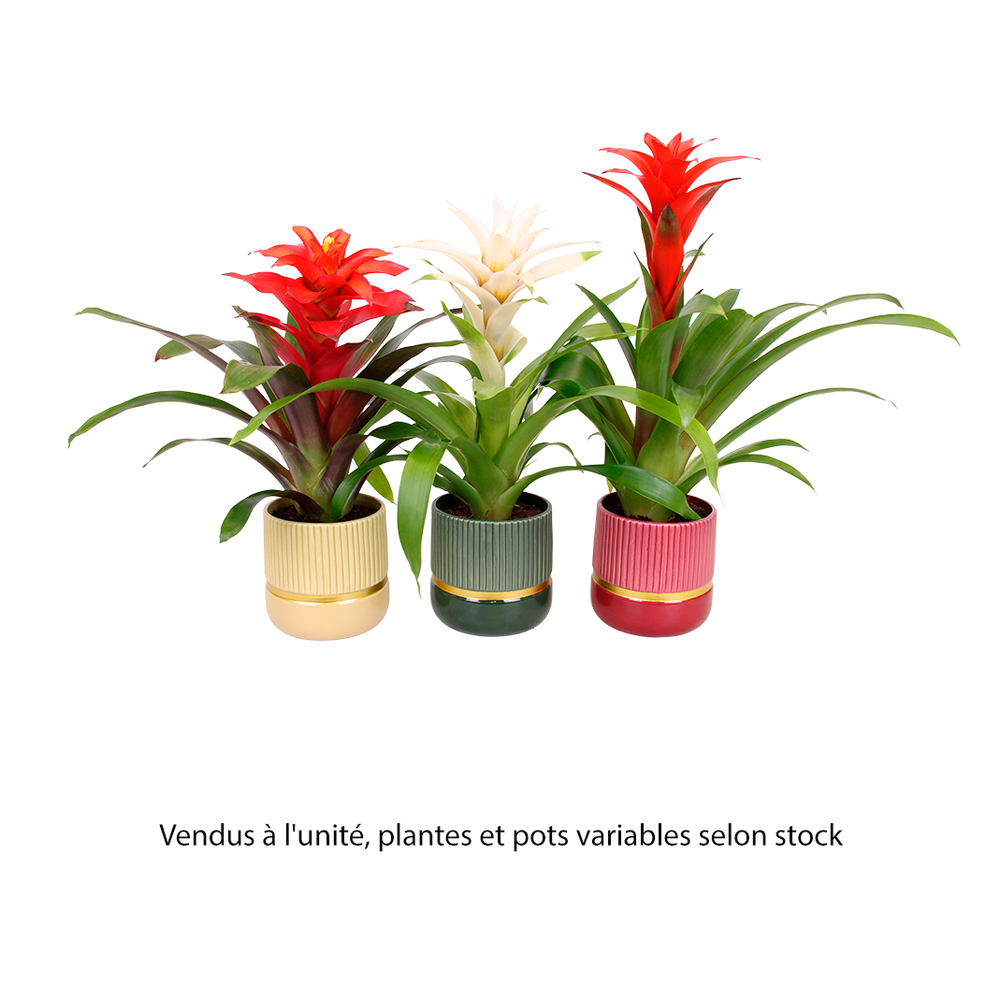 Bromelia mix : pot céramique D.13cm - H.40cm