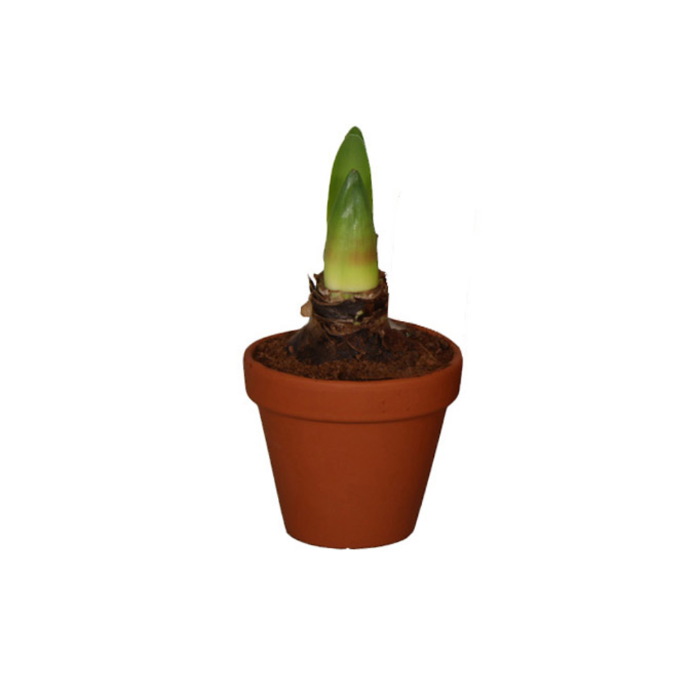 Amaryllis 2 bulbes, coloris variable : pot en terre cuite D.13cm