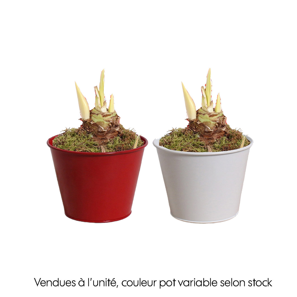 Amaryllis rouge, 2 boutures : pot en zinc D.12cm - H.25cm