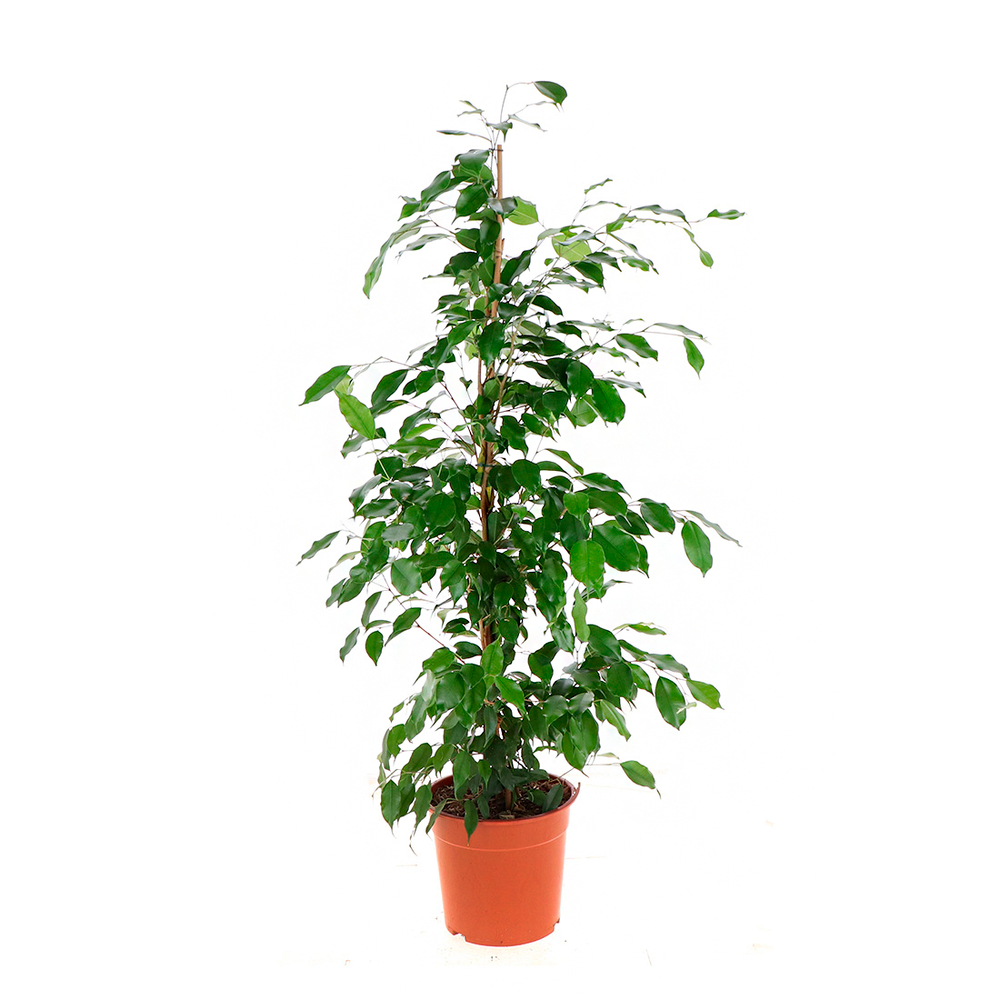 Ficus 'Exotica' : H.130/145cm - pot D.24cm