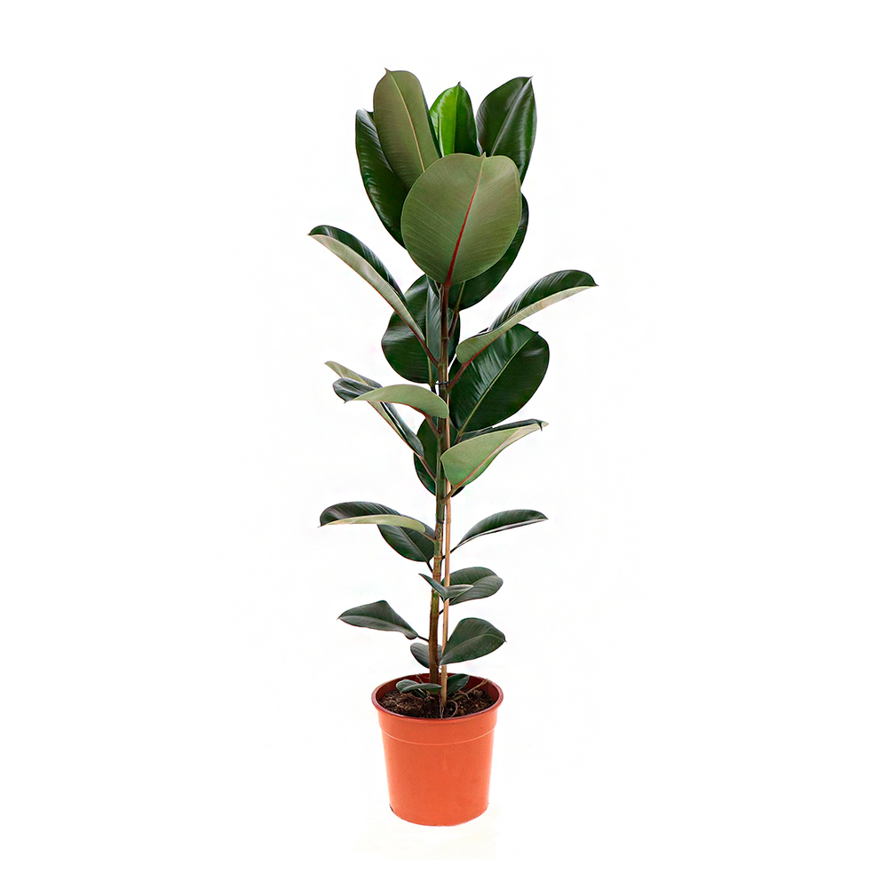 Ficus Elastica 'Robusta' : pot D.24cm
