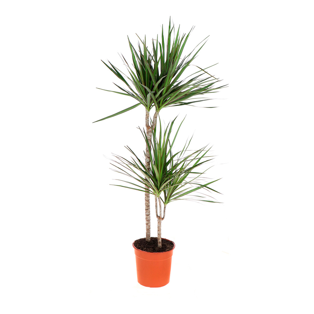 Dracaena marginata, 2 pieds : H.130/145cm - pot D.24cm
