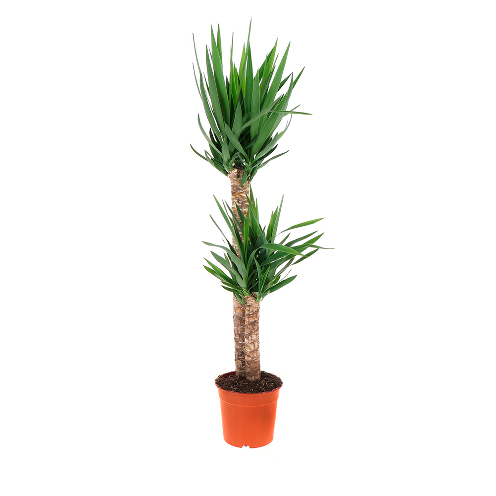 Yucca 2 pieds : pot D.24cm