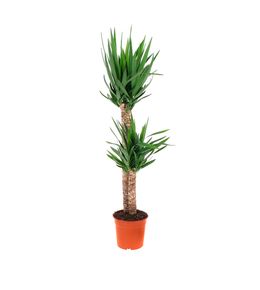 Yucca, 2 pieds : pot D.24cm