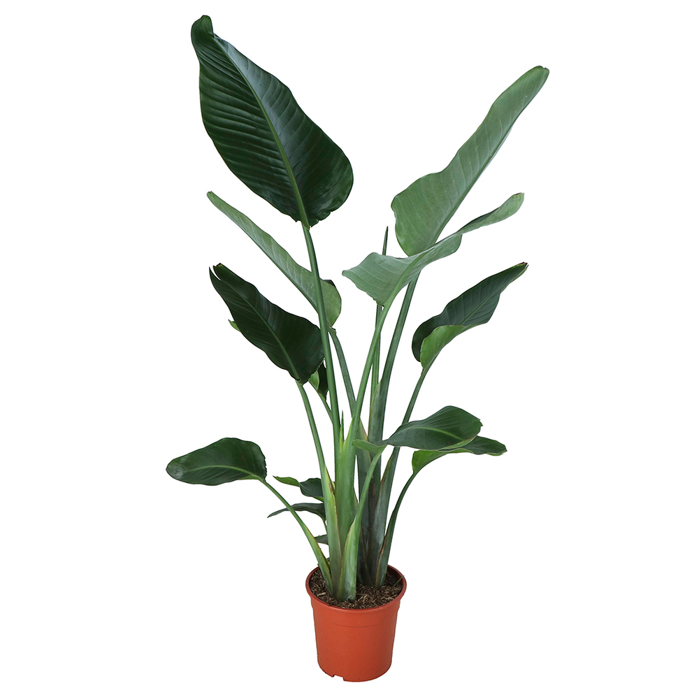 Strelitzia nicolai : H.130/140cm - pot D.24cm