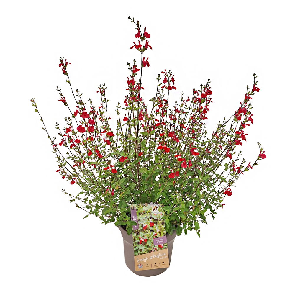 Vivace fleurie : pot 5L