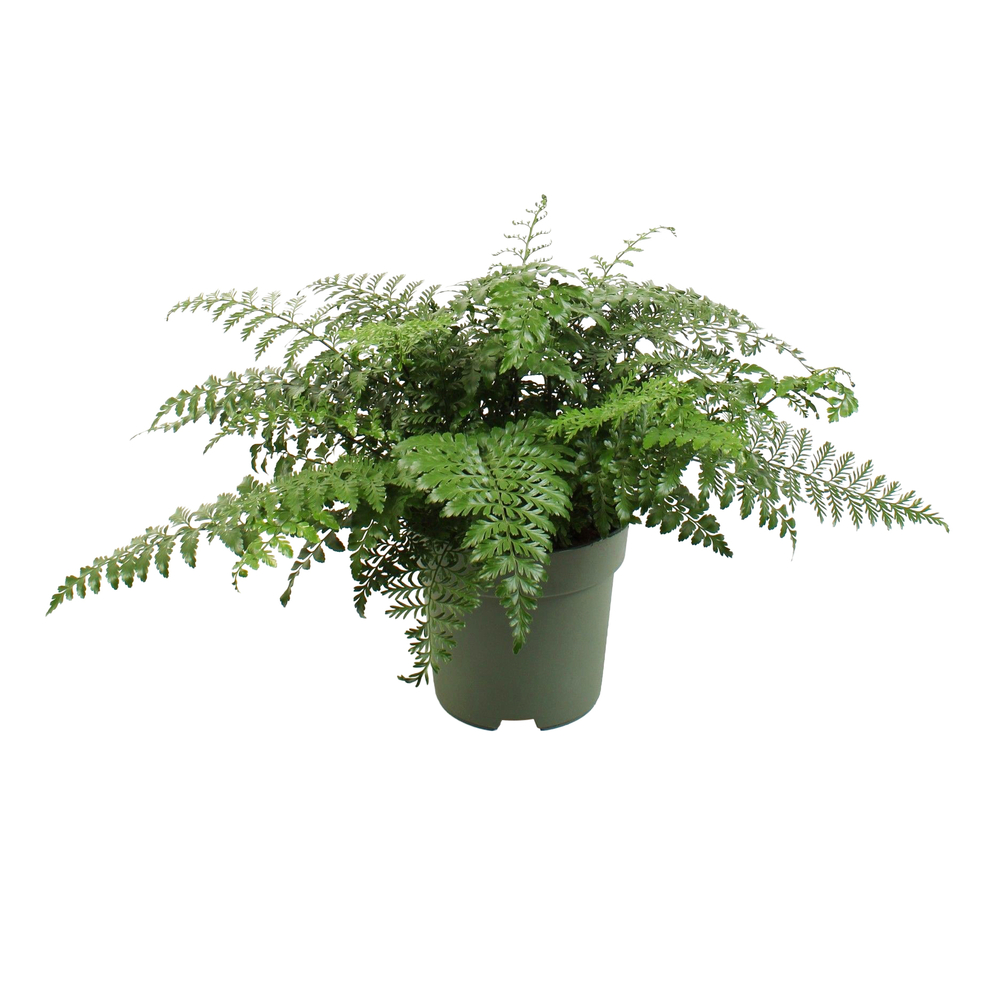 Asplenium 'Parvati' : pot D.21cm