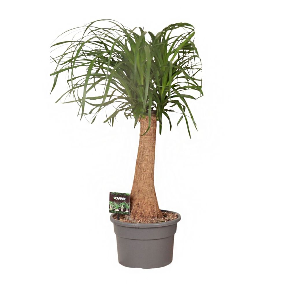 Beaucarnea tige : pot D.23cm