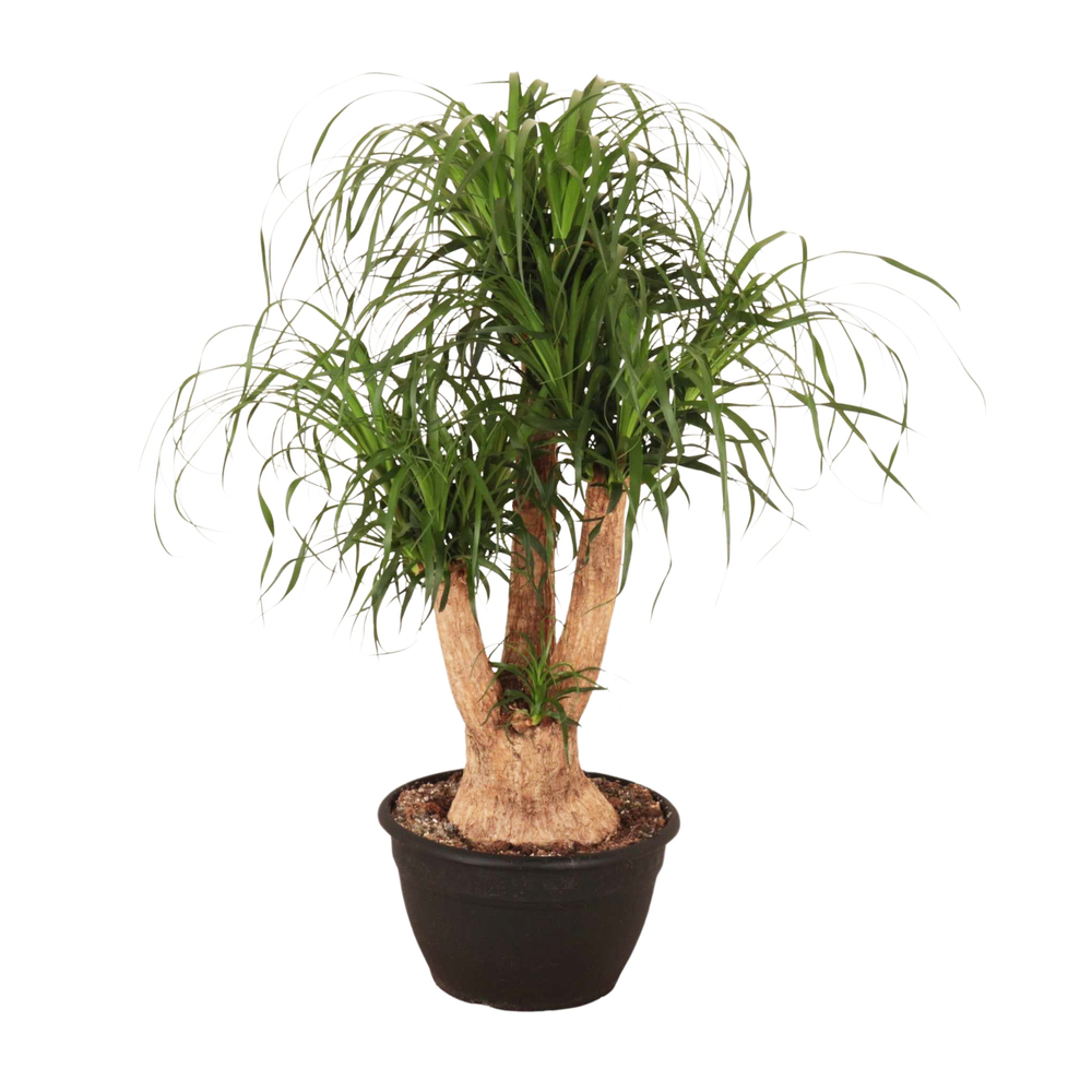Beaucarnea ramifié : pot D.30cm