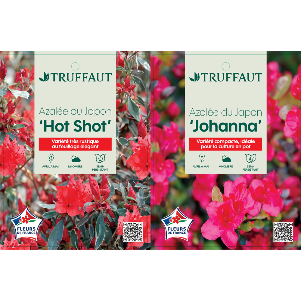 Azalée japonaise : pot 3L