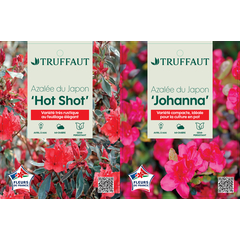 Azalée japonaise : pot 3L