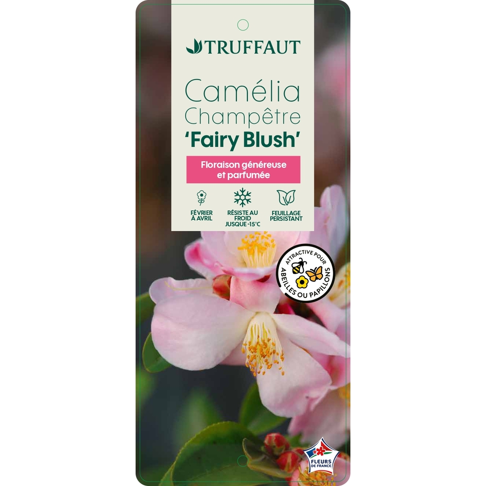 Camélia 'Fairy Blush' : pot 3L