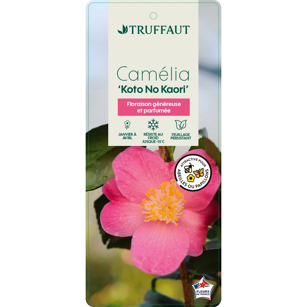 Camelia 'Koto No Kaori' : pot 3L