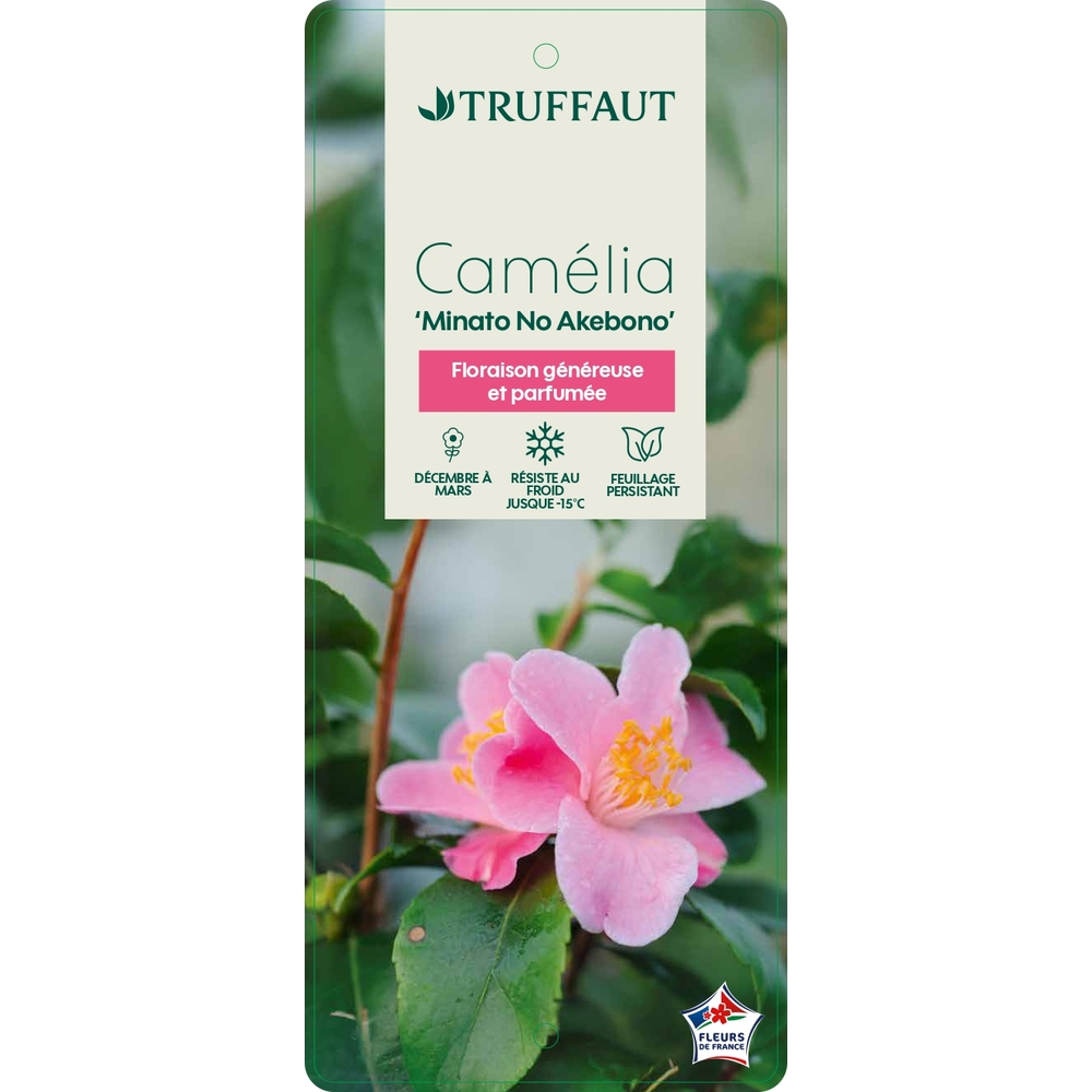 Camélia 'Minato No Akebono' : pot 3L