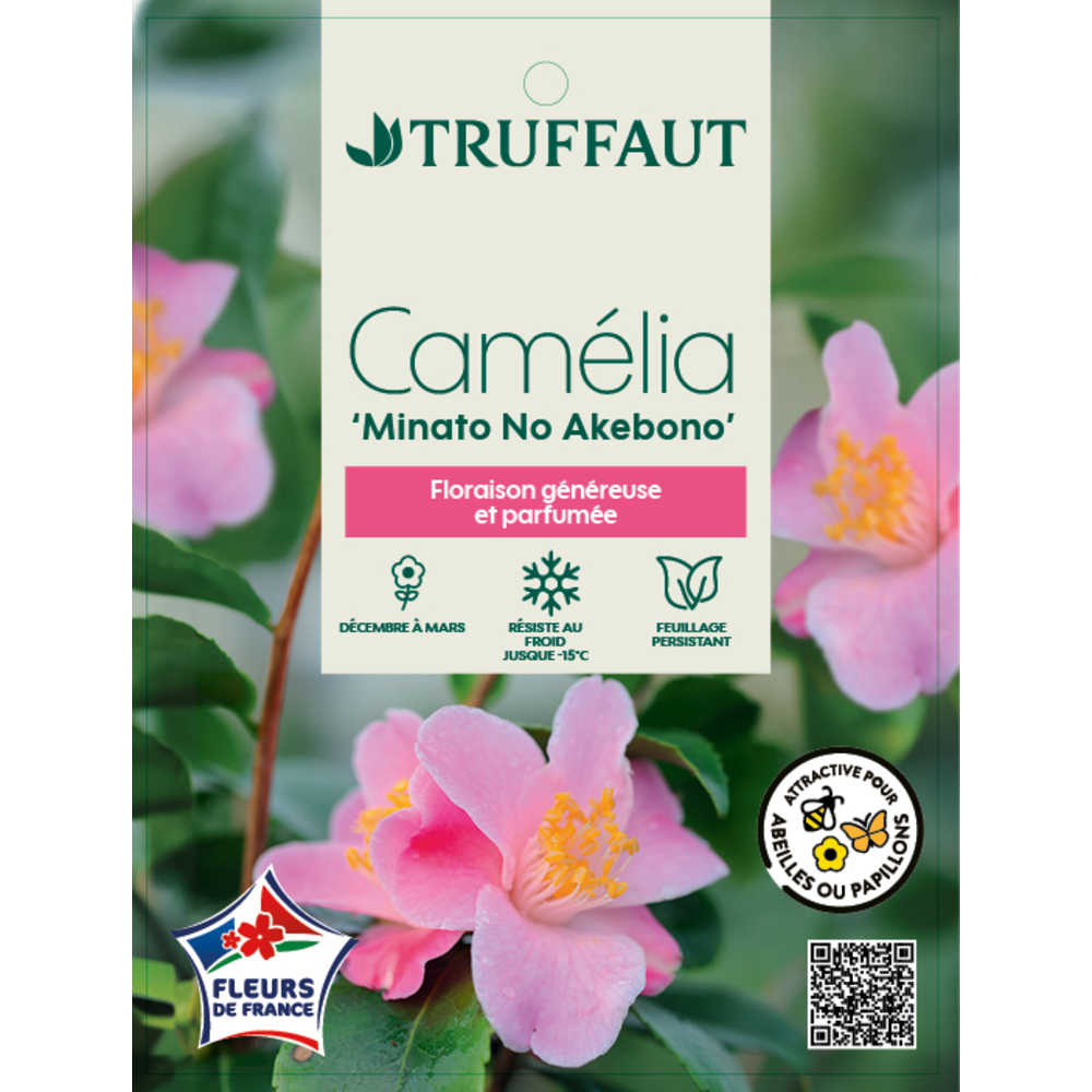 Camélia 'Minato No Akebono' : pot 3L